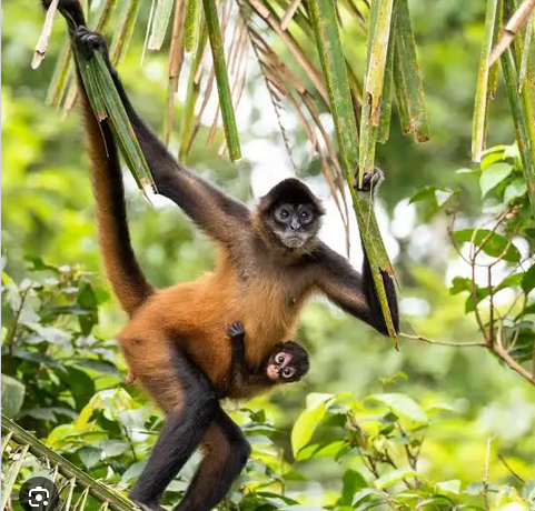 Multi-Attentive Detection of the Spider Monkey Whinny in the Actual Wild